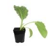 FLEURON D'ANJOU - Plant de artichaut imperial star type gros vert de laon pot de 1l