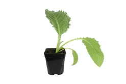 FLEURON D'ANJOU - Plant de artichaut imperial star type gros vert de laon pot de 1l
