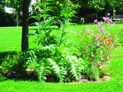 FLEURON D'ANJOU - Plant de artichaut imperial star type gros vert de laon pot de 1l