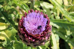 FLEURON D'ANJOU - Plant de artichaut imperial star type gros vert de laon pot de 1l