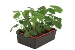 FLEURON D'ANJOU - Plant de fraisier remontant charlotte b6 g7