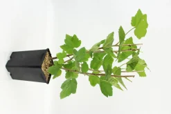 FLEURON D'ANJOU - Plant de cassissier andega pot 1,3 l