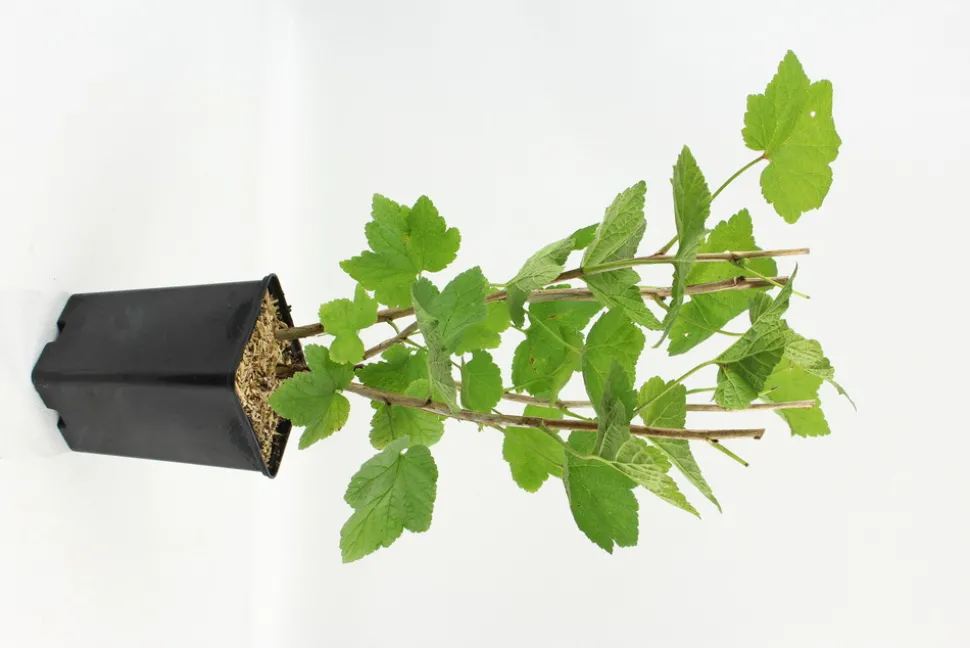 FLEURON D'ANJOU - Plant de cassissier andega pot 1,3 l