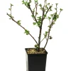 FLEURON D'ANJOU - Plant de groseiller maquereau captivator pot 1,3 l