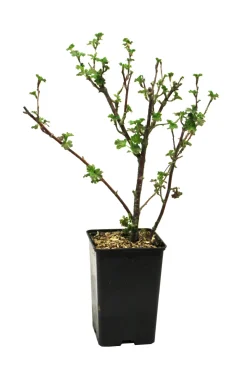 FLEURON D'ANJOU - Plant de groseiller maquereau captivator pot 1,3 l