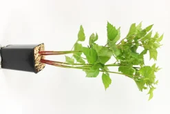 FLEURON D'ANJOU - Plant de murier non remontant dirksen pot 1,3 l