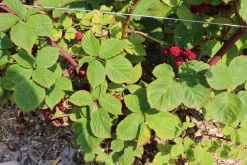 FLEURON D'ANJOU - Plant de murier non remontant dirksen pot 1,3 l