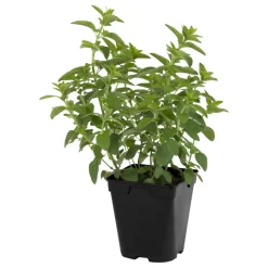 FLEURON D'ANJOU - Plant de Origan (marjolaine) pot de 1l