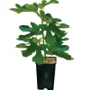 FLEURON D'ANJOU - Plant de Figuier brown turkey pot 1,3 l