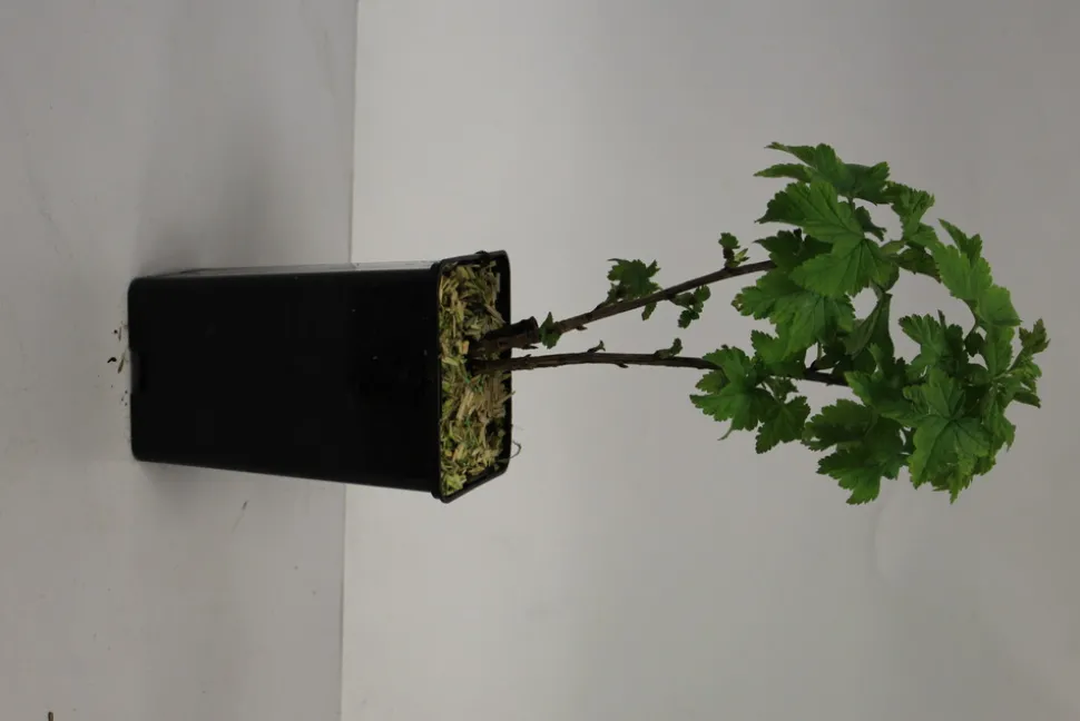 FLEURON D'ANJOU - Plant de groseiller grappe rovada pot 1,3 l