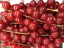 FLEURON D'ANJOU - Plant de groseiller grappe rovada pot 1,3 l