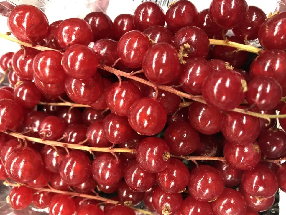 FLEURON D'ANJOU - Plant de groseiller grappe rovada pot 1,3 l