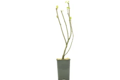 FLEURON D'ANJOU - Plant de groseiller grappe rovada pot 1,3 l