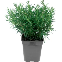 FLEURON D'ANJOU - Plant de romarin pot de 1l