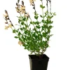 FLEURON D'ANJOU - Sauge de graham pot 1 l
