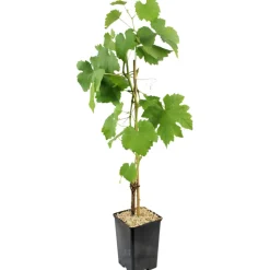 FLEURON D'ANJOU - Vigne italia pot 1,3 l