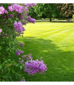 FLORIVERT - Engrais flori or 7-5-7 algues 20 kg dynamise la vie du sol, pour toutes saisons - florivert neg01889