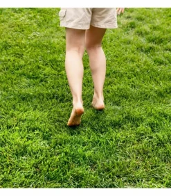 FLORIVERT - Engrais gazon flori el 20-2-5 10l libération lente, pour pelouses bien vertes - florivert neg00987