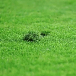 FLORIVERT - Gazon sport jeux terra sport 1 kg résistant au piétinement, homogénéité rapide - florivert 1206453