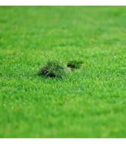 FLORIVERT - Gazon sport jeux terra sport 10 kg résistant au piétinement, établissement rapide - florivert 1201637