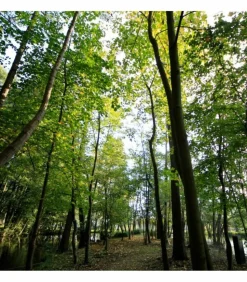 FLORIVERT - Graine de gazon terra sous bois 10 kg pour esthétique et forte densité - florivert 1201804