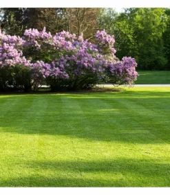 FLORIVERT - Semis pour gazon terra parc 10 kg, pour un gazon fin et facile à établir - florivert 1201803