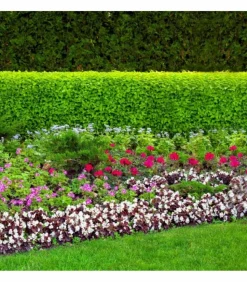 FLORIVERT - Terreau complet prêt à l'emploi flori fleurissement pae 70l, idéal pour pots et balcon - florivert neg01617