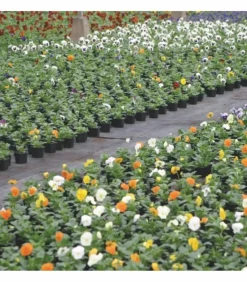 FLORIVERT - Terreau pour plantes vertes et fleurs flori horticole 70l, structure fine - florivert neg01644