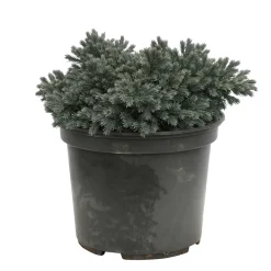Genévrier écailleux (Juniperus squamata) 'Blue Star' 20/25 : pot 3L