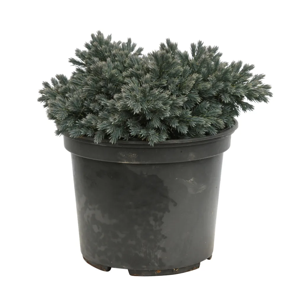 Genévrier écailleux (Juniperus squamata) 'Blue Star' 20/25 : pot 3L