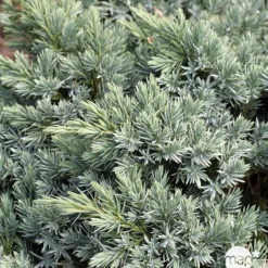 Genévrier écailleux (Juniperus squamata) 'Blue Star' 20/25 : pot 3L