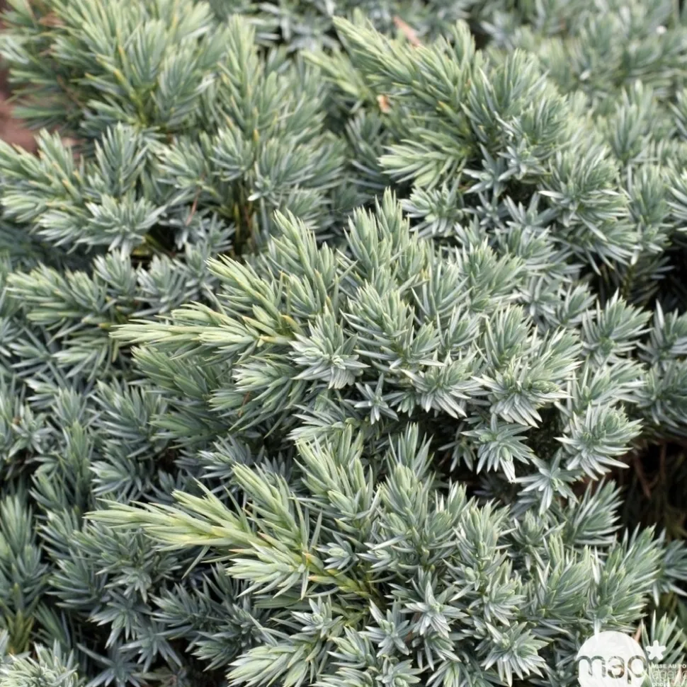 Genévrier écailleux (Juniperus squamata) 'Blue Star' 20/25 : pot 3L