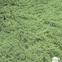 Genévrier rampant (Juniperus procumbens) 'Nana' 30/40 : pot 3L