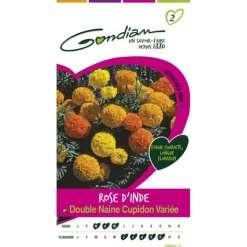 GONDIAN - Rose d'inde double naine cupidon variée