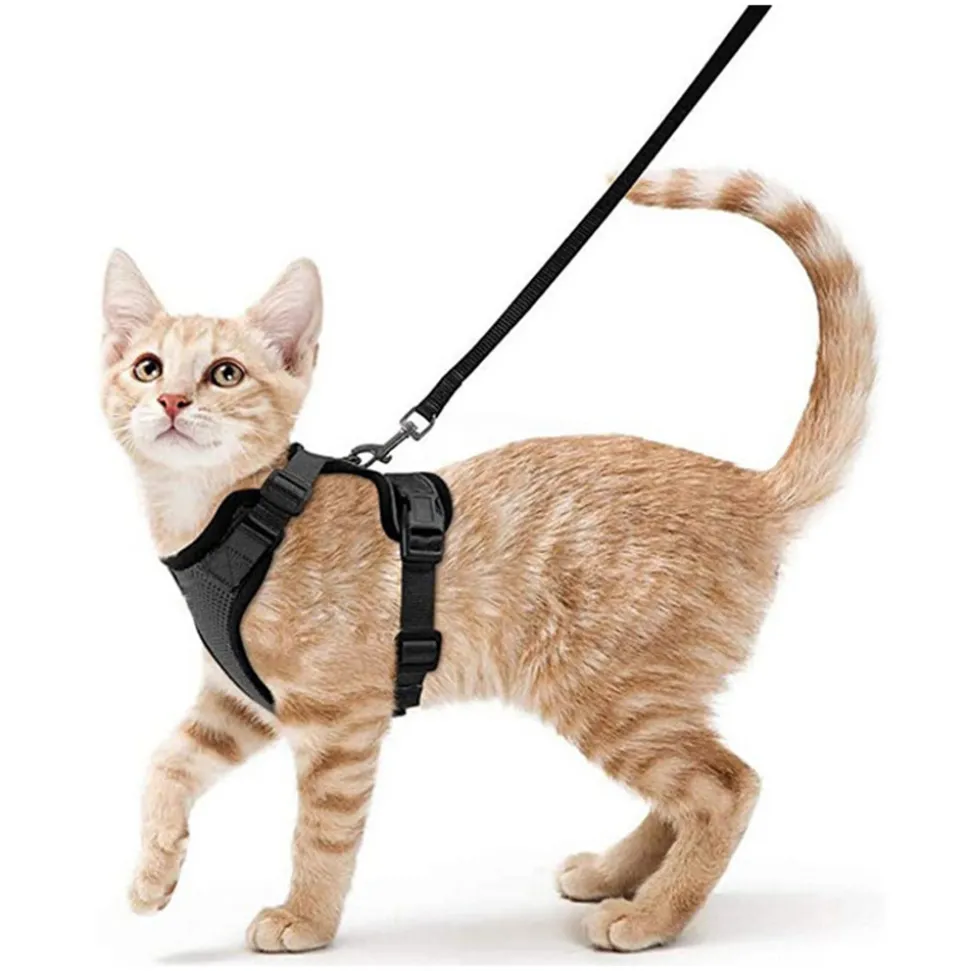 Harnais et laisse pour chat-XS