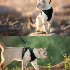 Harnais et laisse pour chat-XS