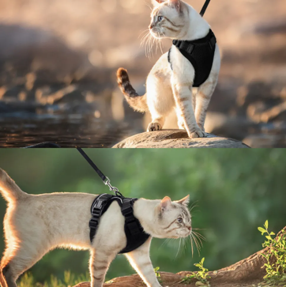 Harnais et laisse pour chat-XS