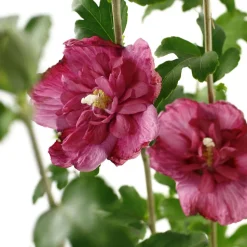 Hibiscus syriacus : ctr 4 litres