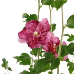 Hibiscus syriacus : ctr 4 litres