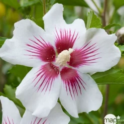 Hibiscus syriacus : ctr 15 litres