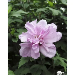 Hibiscus syriacus : ctr 15 litres