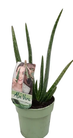 HORTI-FLANDRE - Aloe vera pot 12cm