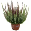 HORTI-FLANDRE - Bruyere calluna bicolore garden girls p12cm