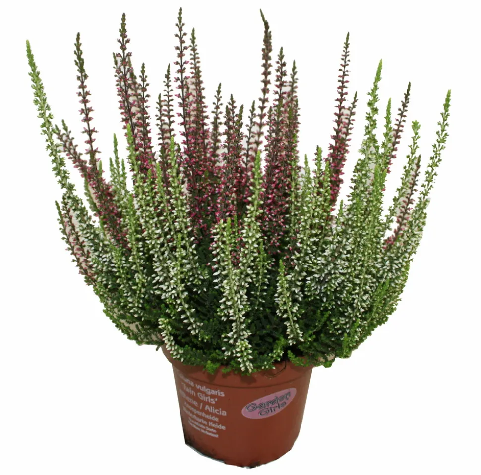HORTI-FLANDRE - Bruyere calluna bicolore garden girls p12cm