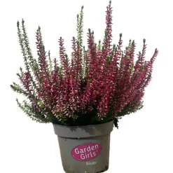 HORTI-FLANDRE - Bruyere calluna bicolore garden girls p12cm