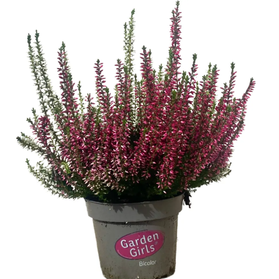 HORTI-FLANDRE - Bruyere calluna bicolore garden girls p12cm