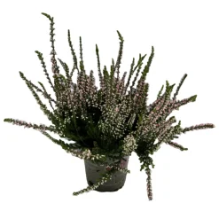 HORTI-FLANDRE - Bruyere calluna garden girls rose pale pot 10.5cm