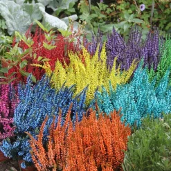 HORTI-FLANDRE - Bruyère calluna teinté verte pot 9cm