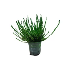 HORTI-FLANDRE - Bruyère calluna teinté verte pot 9cm