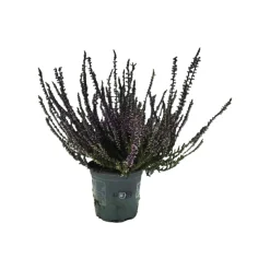 HORTI-FLANDRE - Bruyère calluna teinté violet pot 9 cm